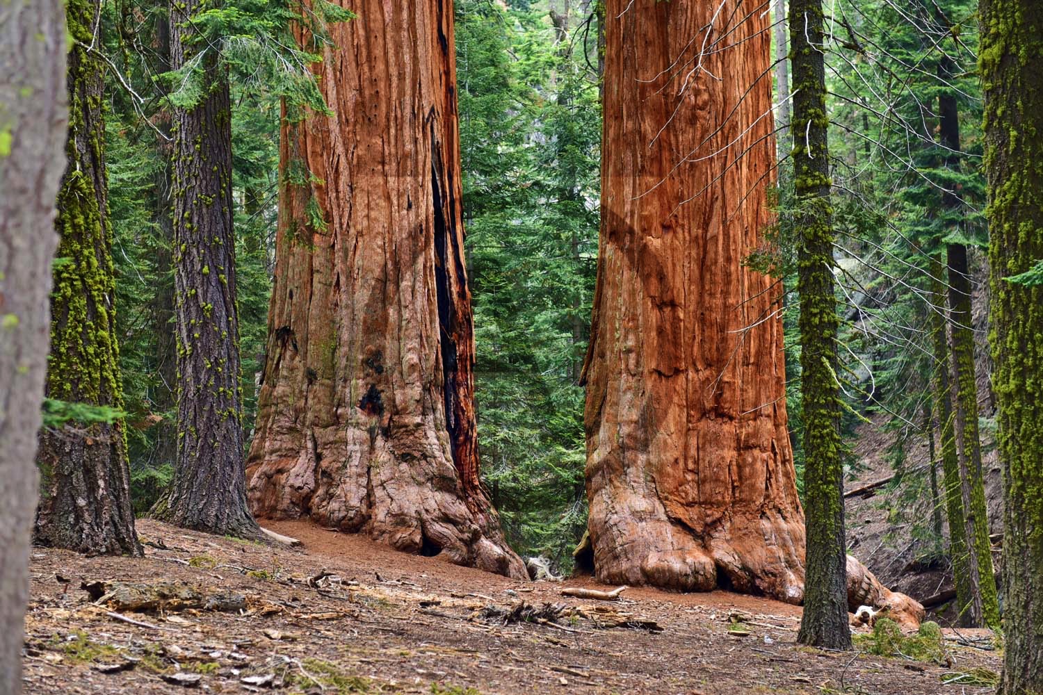 <i>Redwood National Park, Oregon (USA)</i>