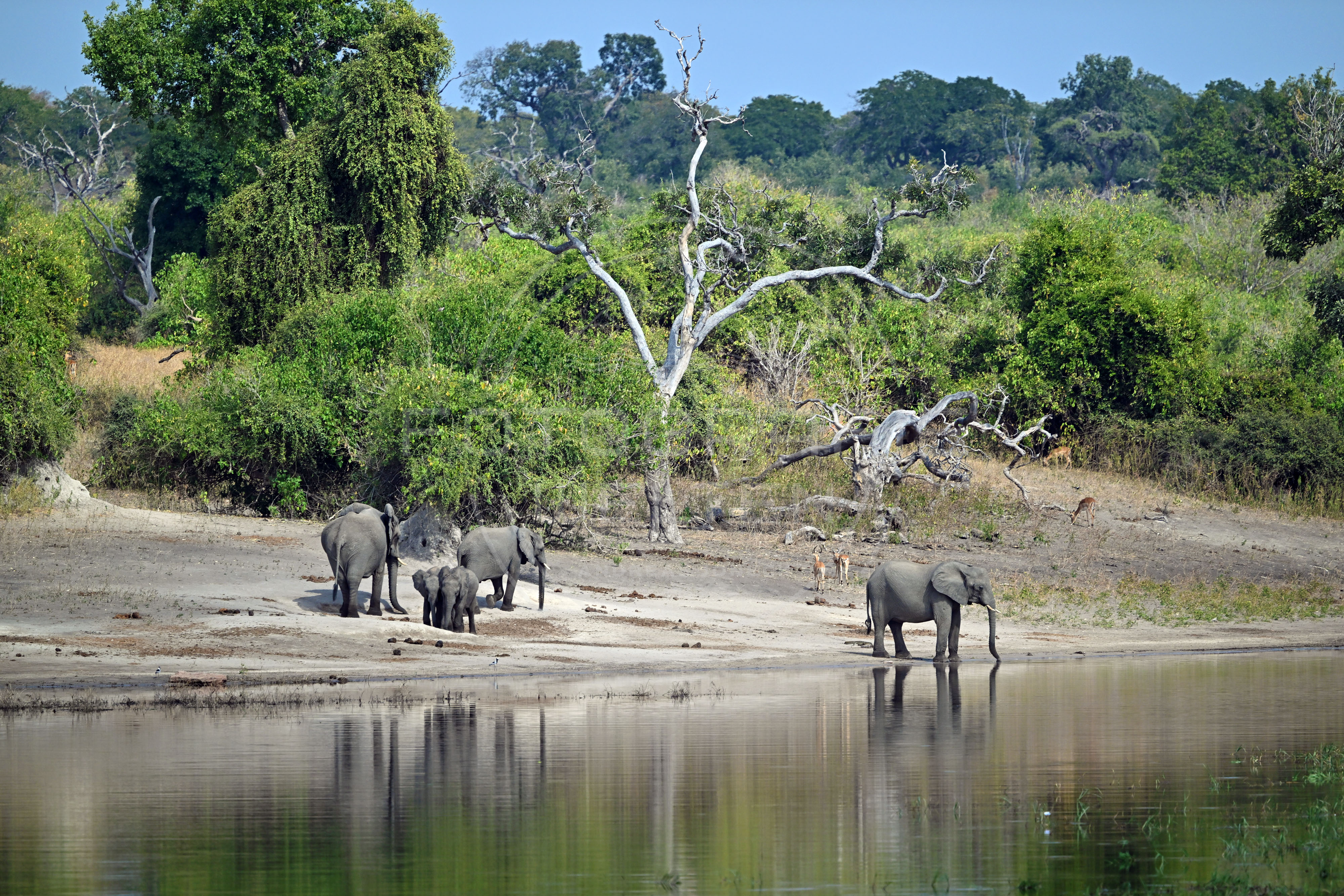 <i>Chobe National Park (Botswana)<i>