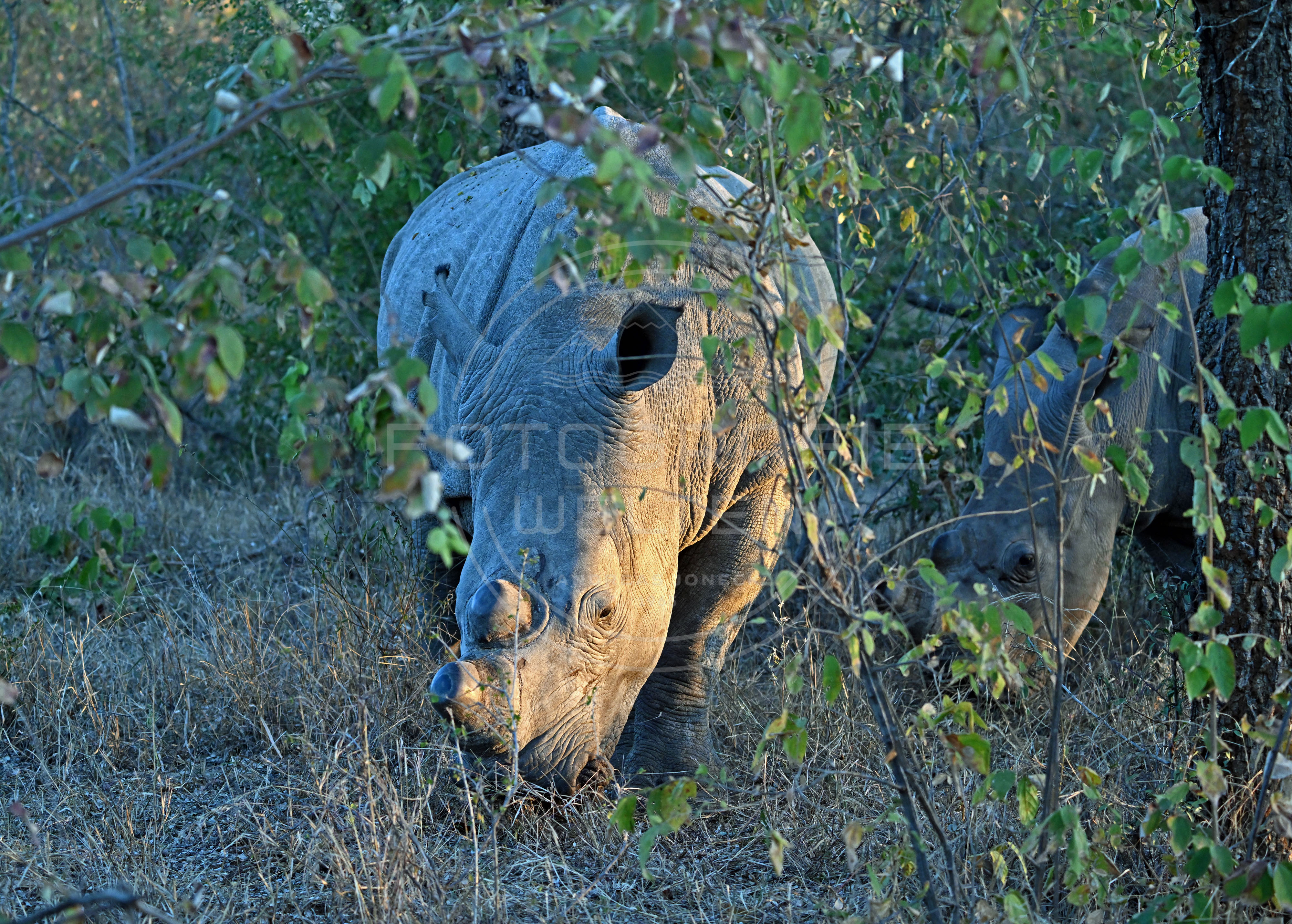 <i>Karongwe Game Reserve (South Africa)<i>