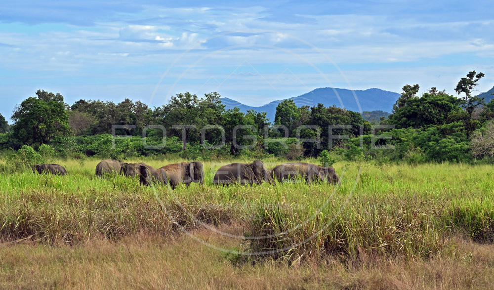 <i>Gal Oya National Park (Sri Lanka)<i>